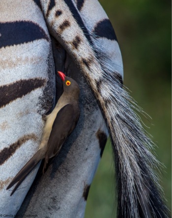 Zazu cover
