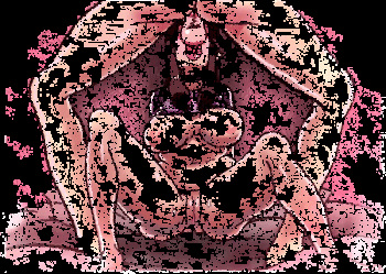Images &amp; Gifs cover