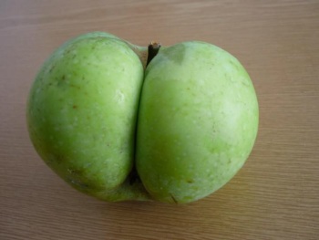 Granny Smith Apple cover